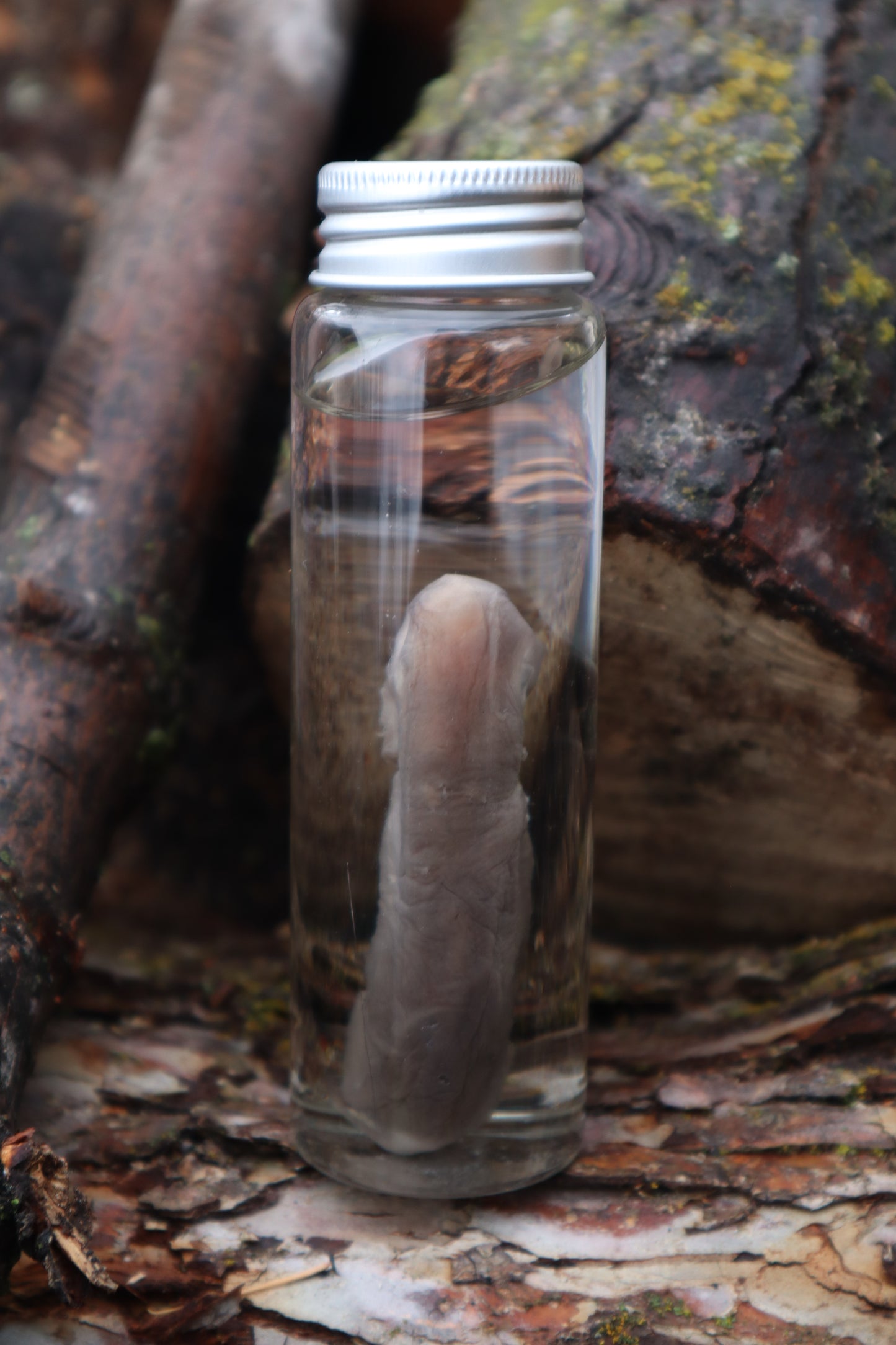 Fetal Coyote Pup Wet Specimen