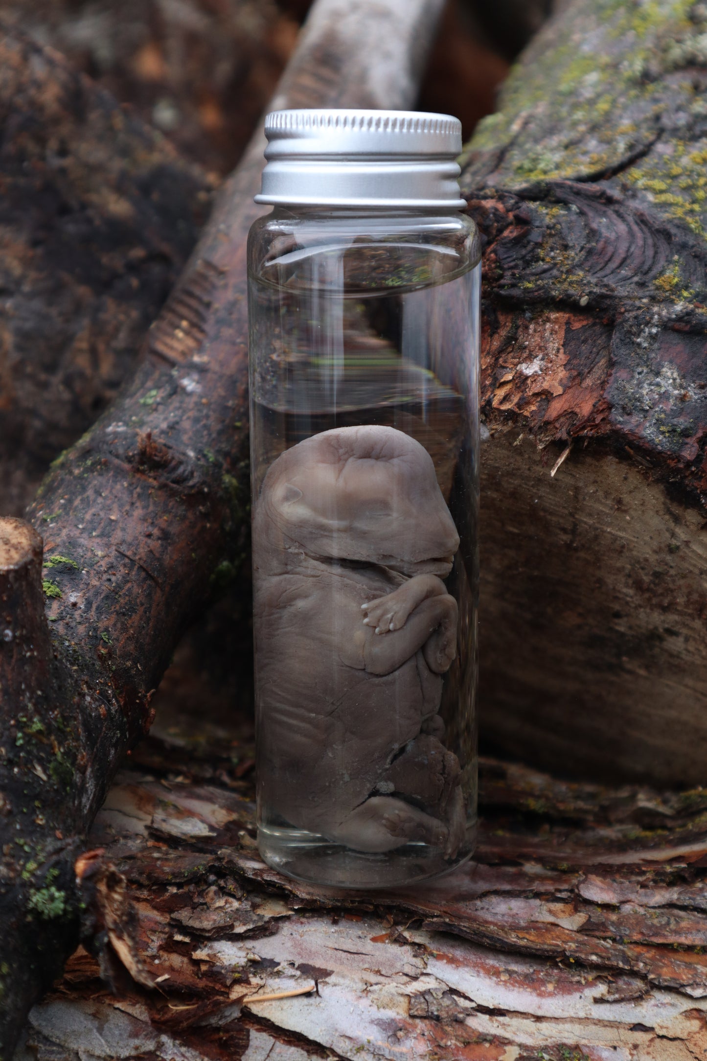 Fetal Coyote Pup Wet Specimen