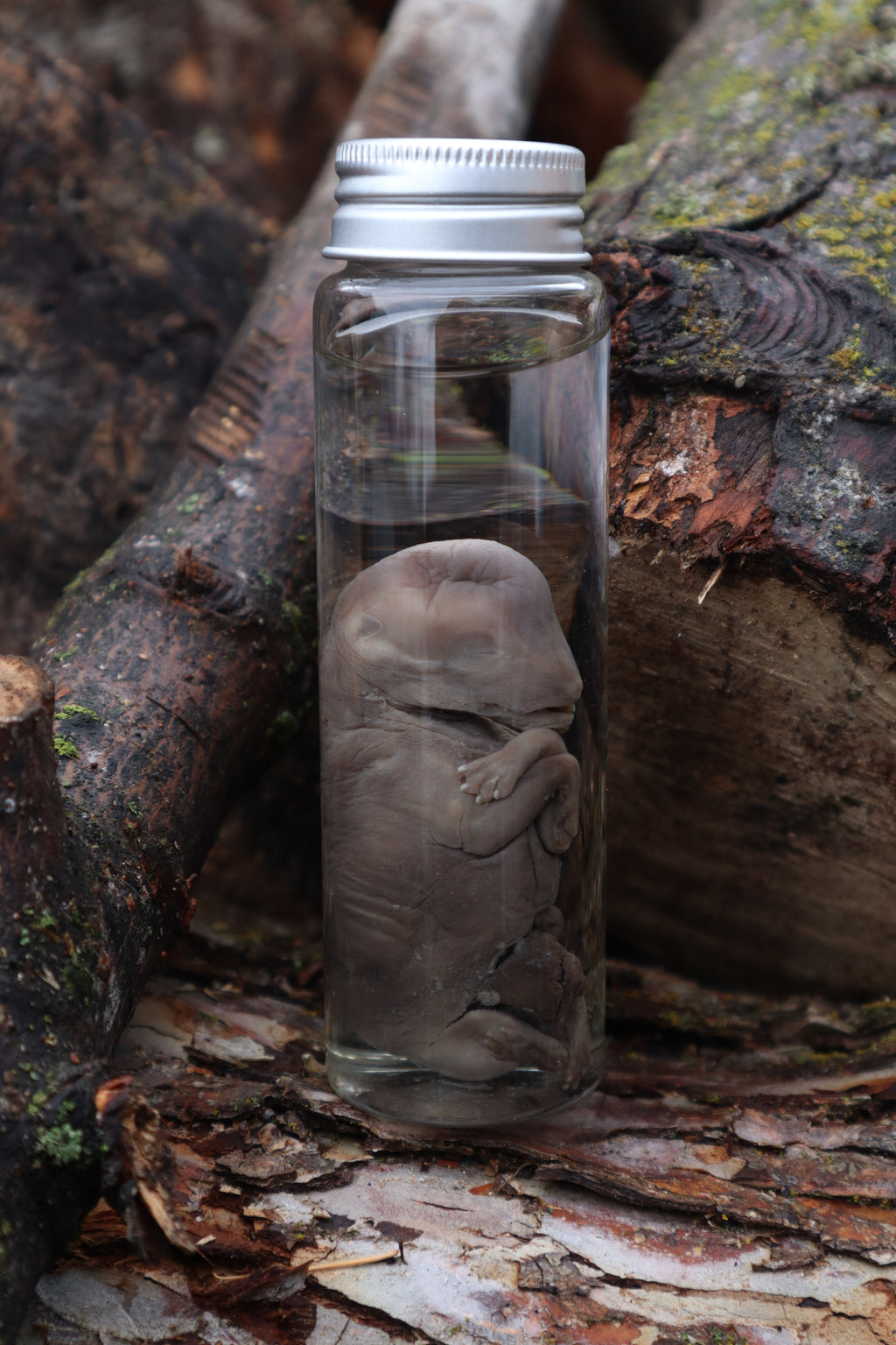 Fetal Coyote Pup Wet Specimen