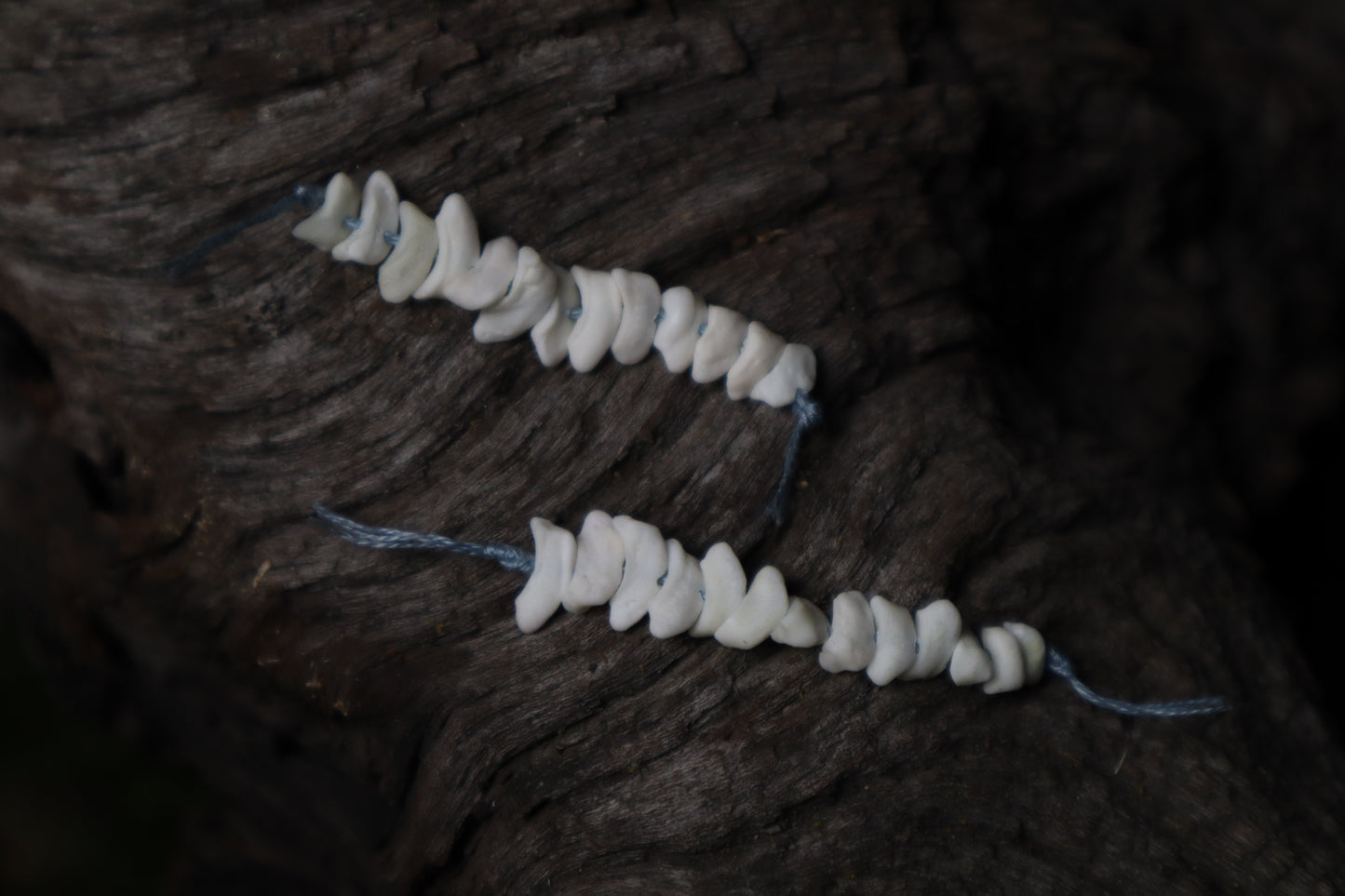 Coyote Bone Beads