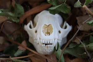 Raccoon Skull