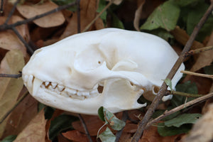 Raccoon Skull