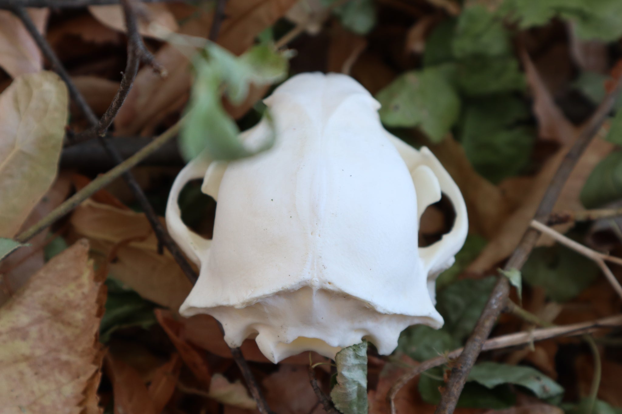 Raccoon Skull