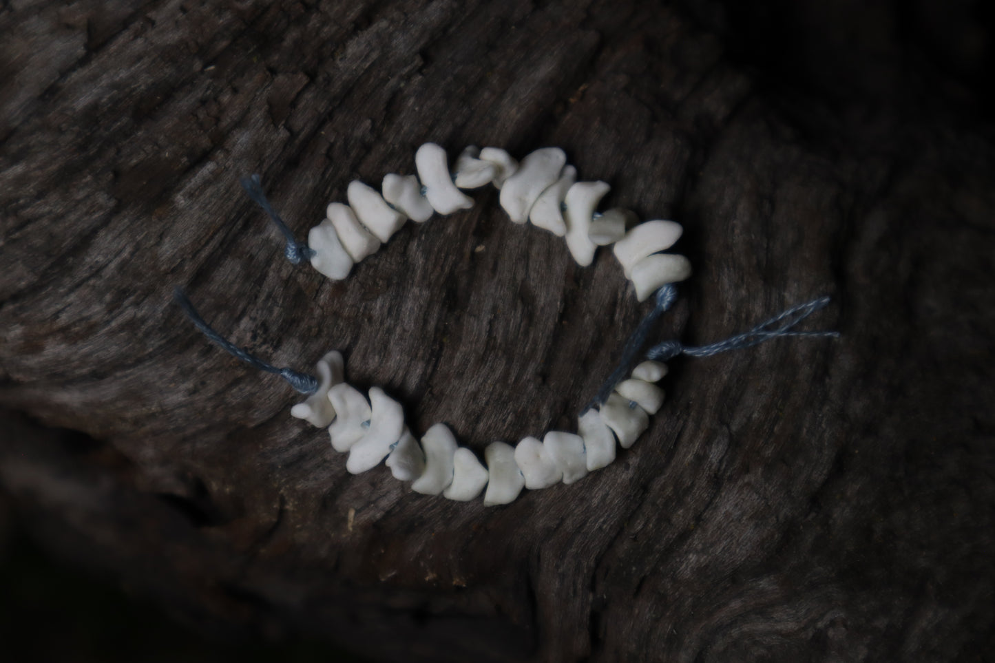Coyote Bone Beads