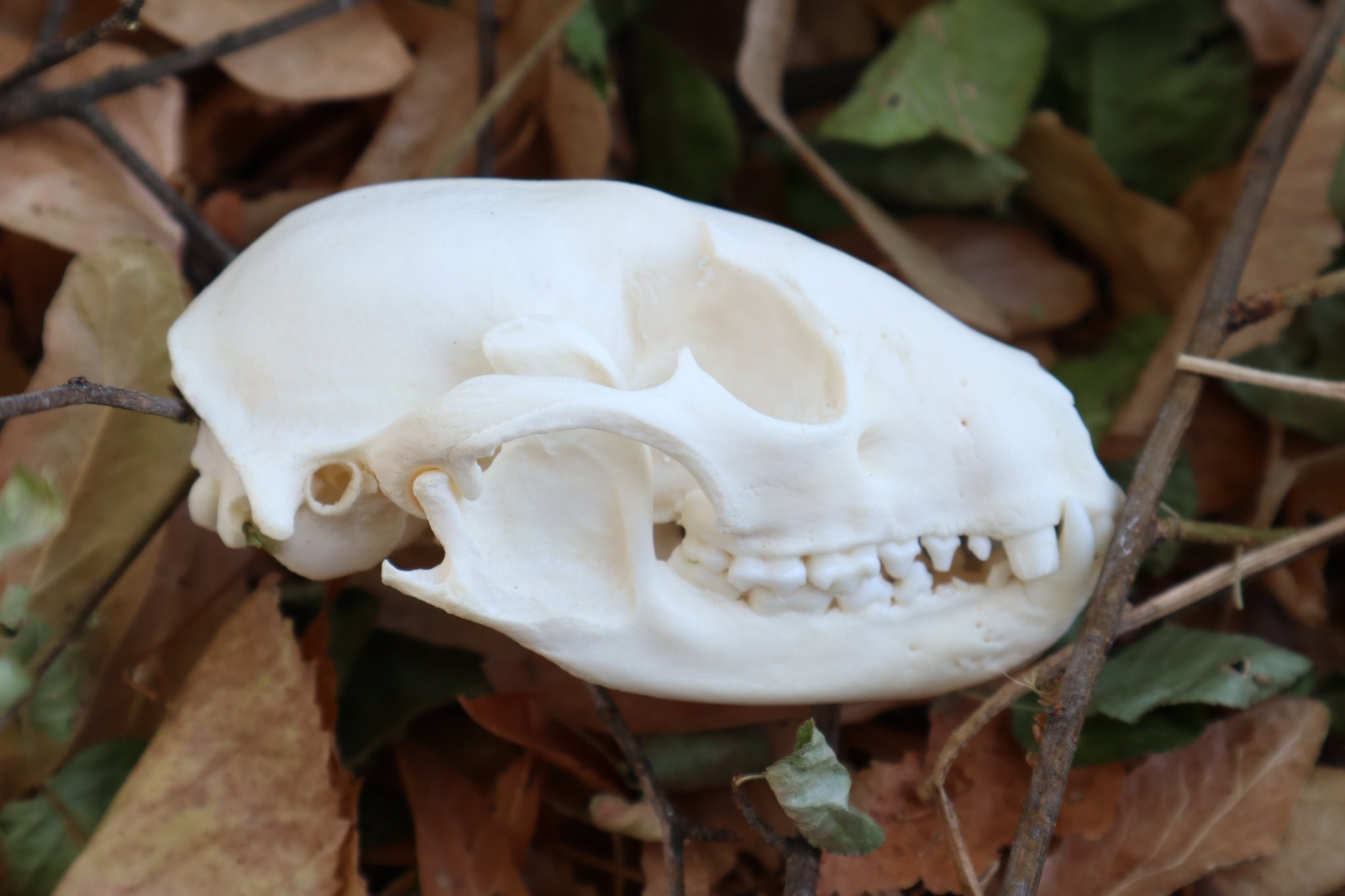 Raccoon Skull