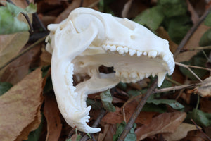 Raccoon Skull