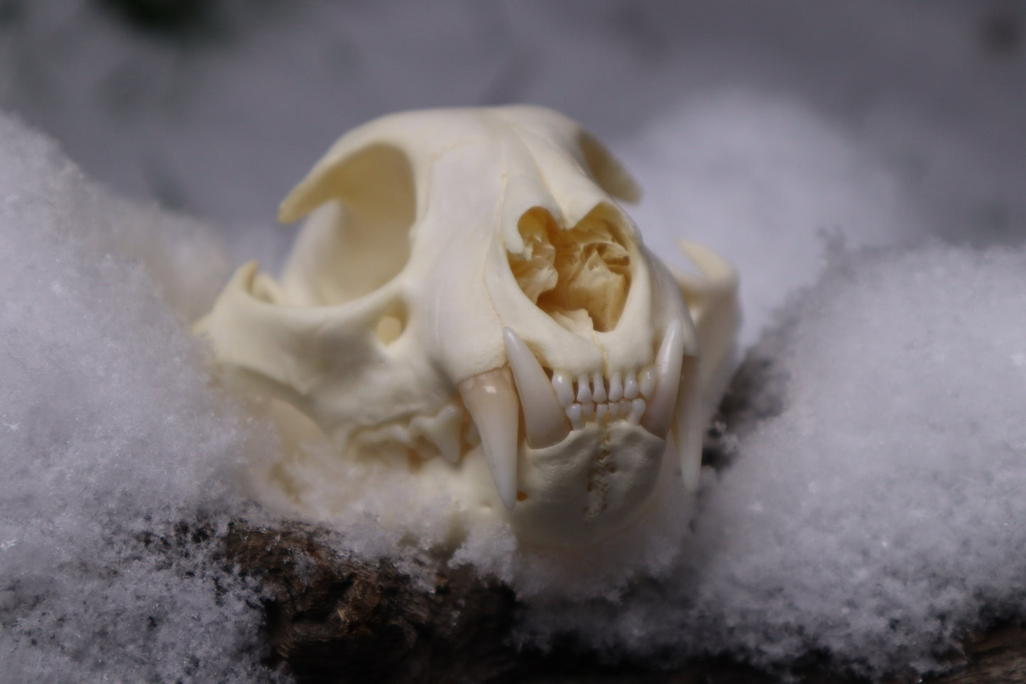 Bobcat Skull