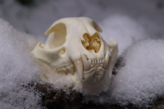 Bobcat Skull