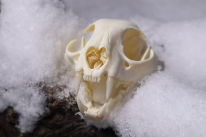 Bobcat Skull