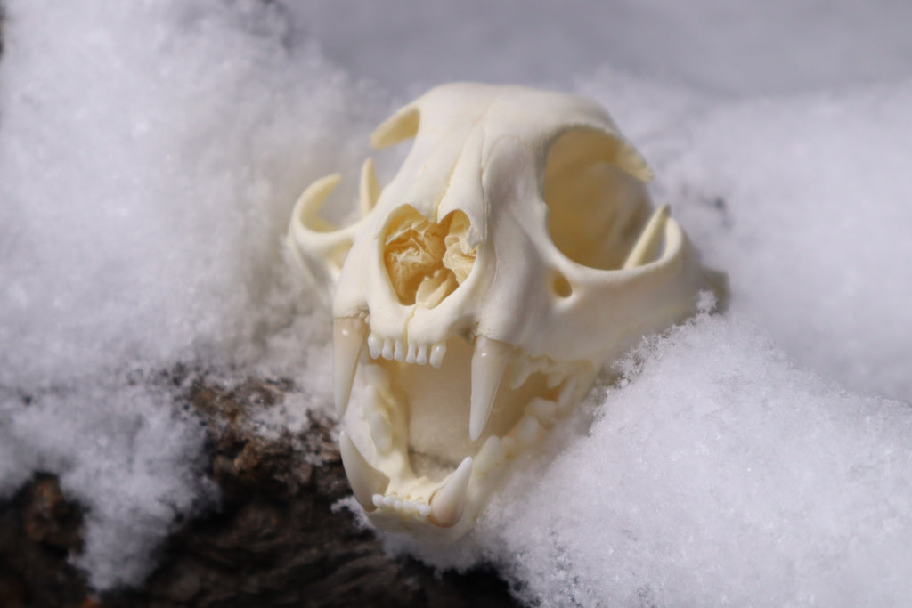 Bobcat Skull