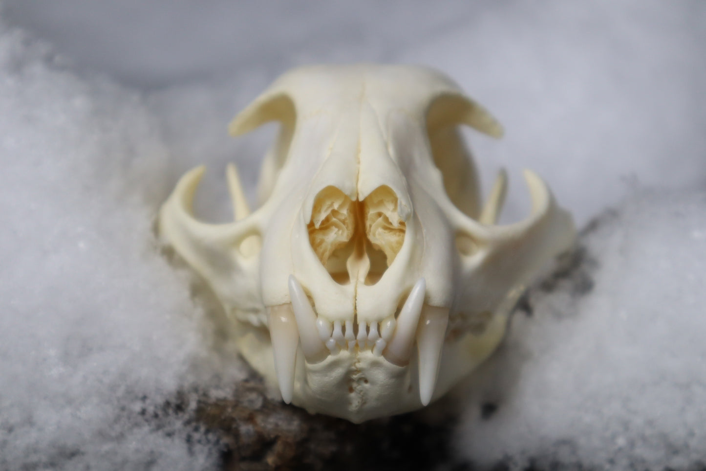 Bobcat Skull
