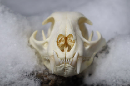 Bobcat Skull