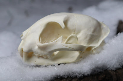 Bobcat Skull