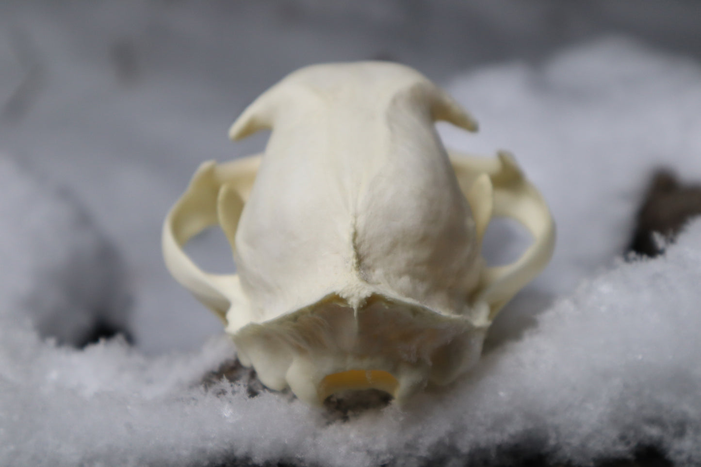 Bobcat Skull