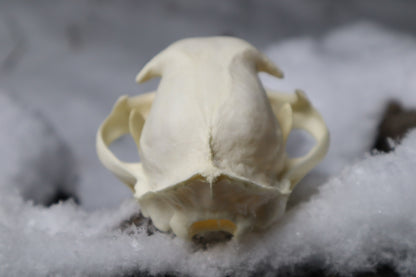 Bobcat Skull