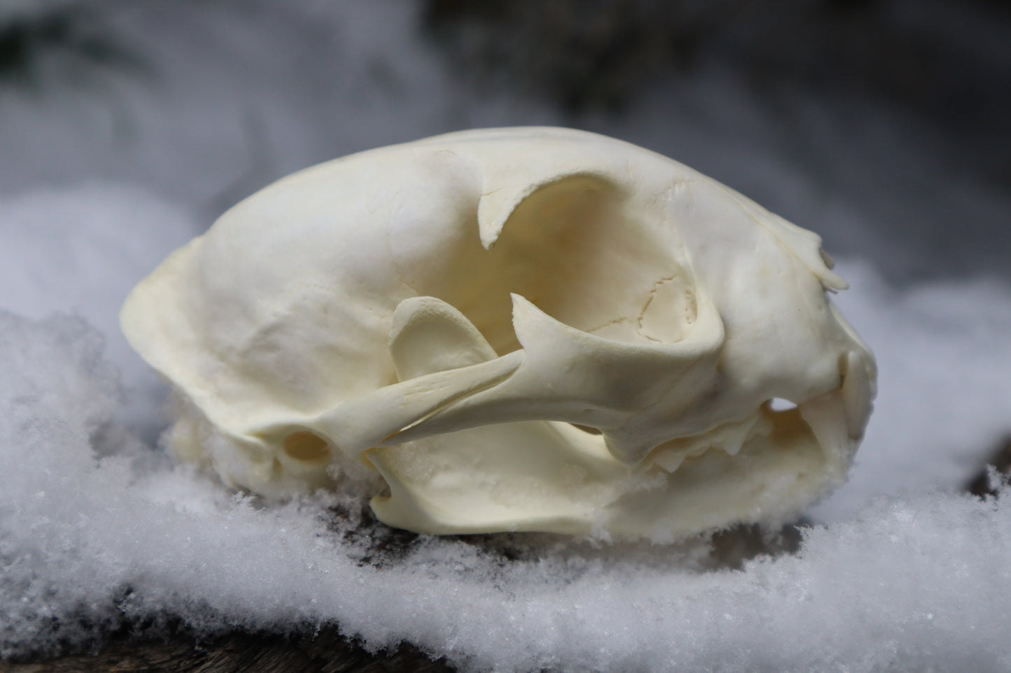 Bobcat Skull