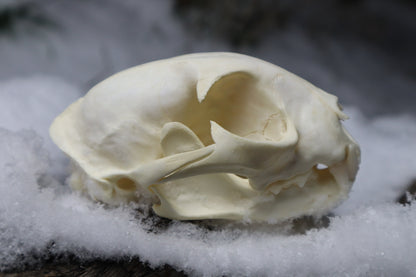 Bobcat Skull