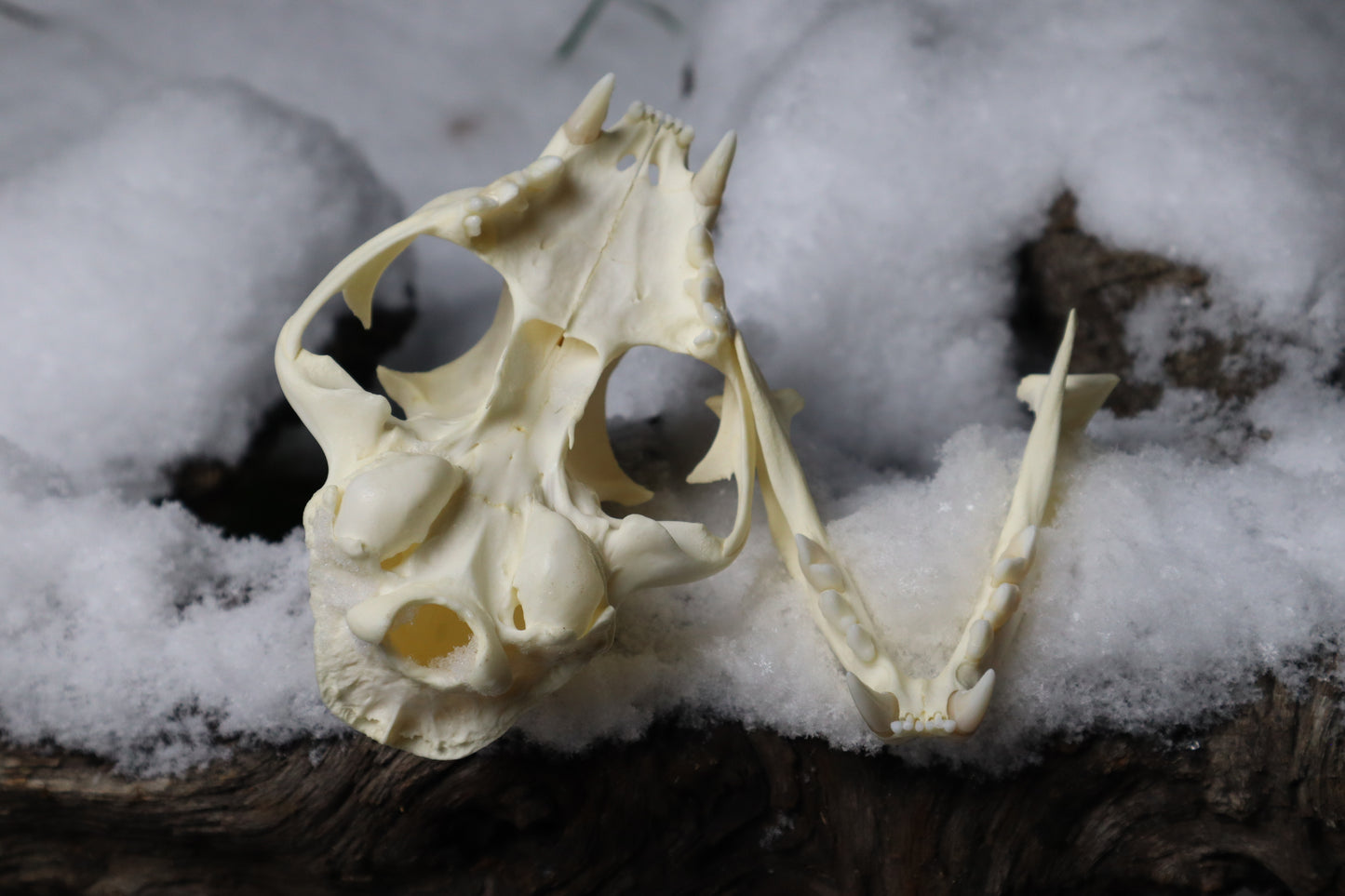 Bobcat Skull
