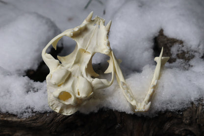 Bobcat Skull