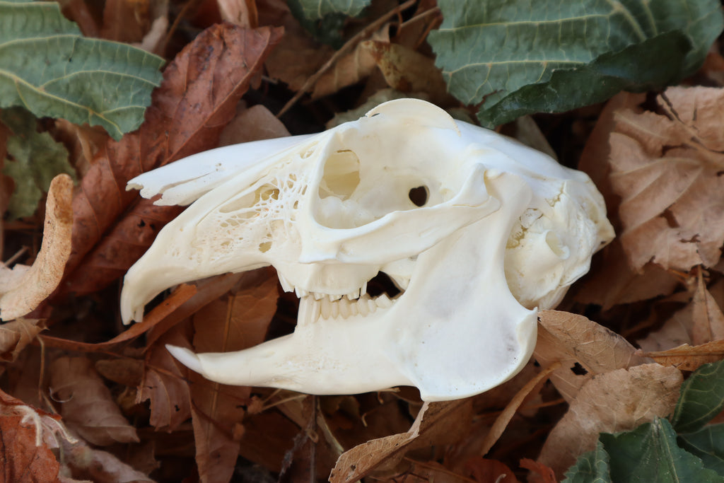 Jack Rabbit Skull