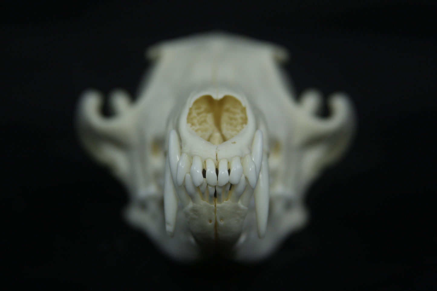 Red Fox Skull