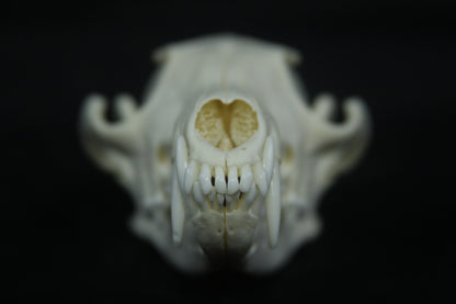 Red Fox Skull
