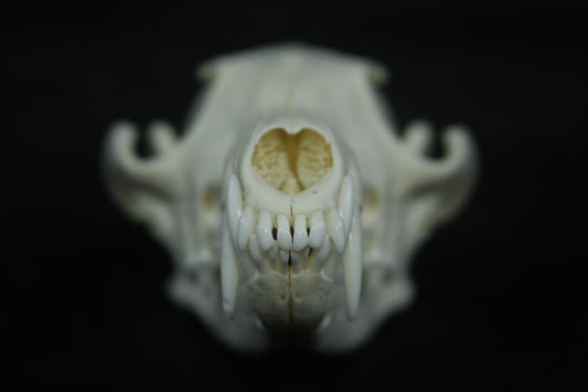 Red Fox Skull