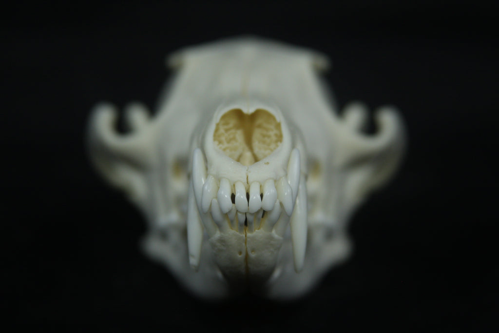 Red Fox Skull