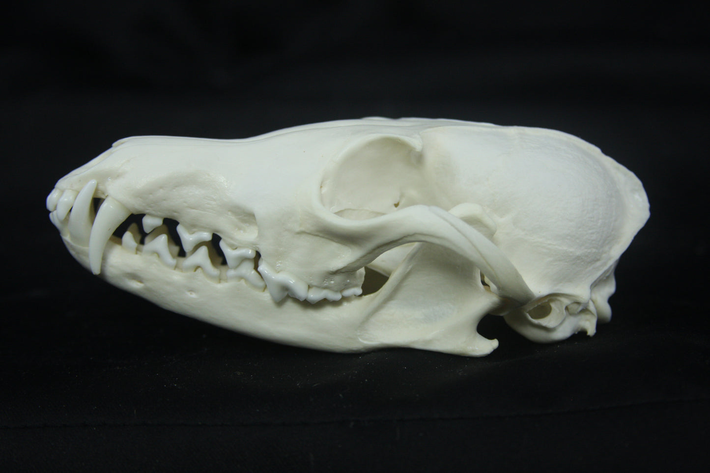 Red Fox Skull