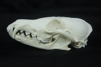 Red Fox Skull