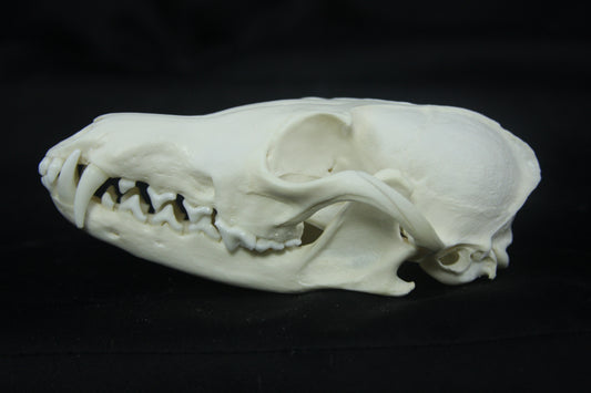Red Fox Skull