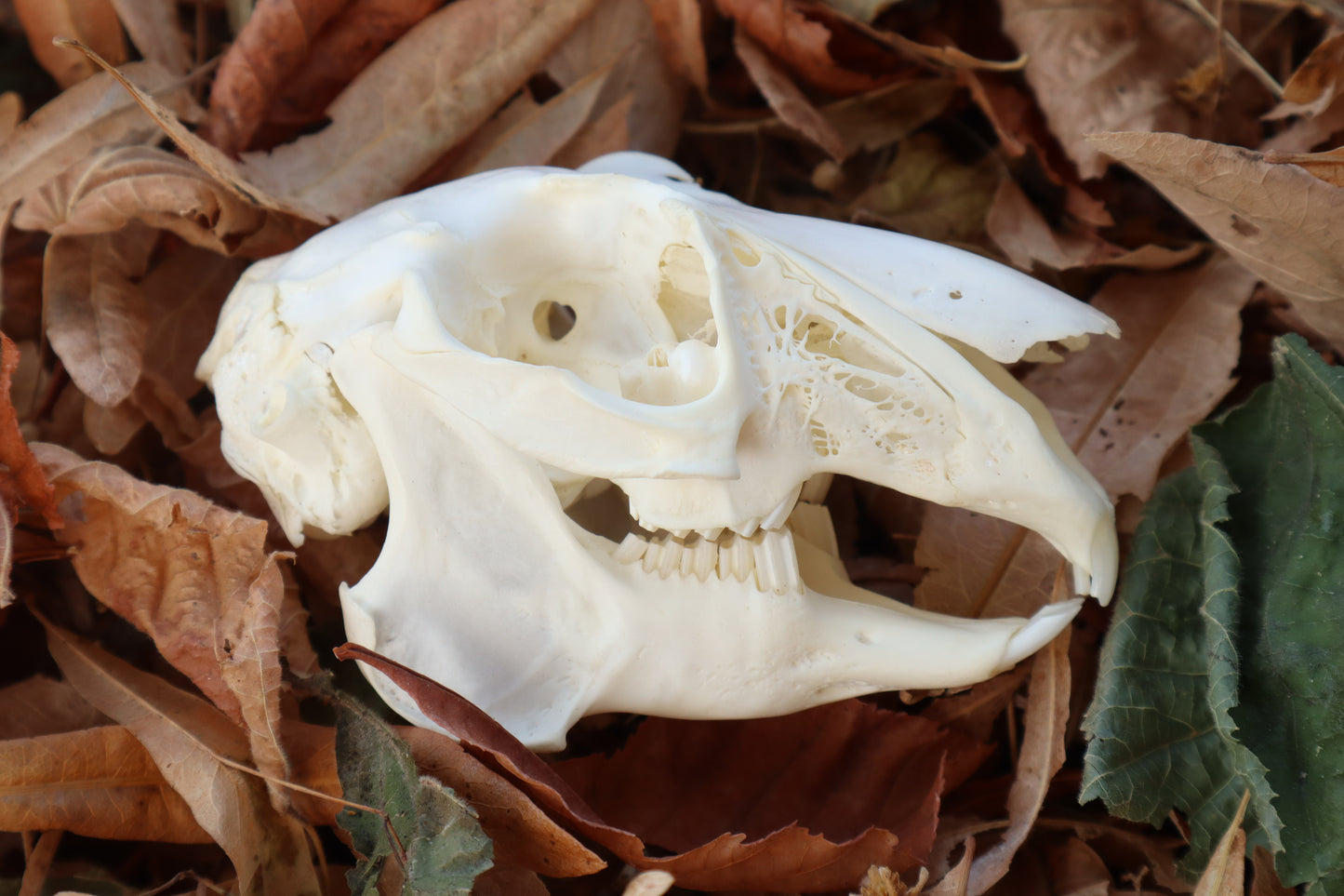 Jack Rabbit Skull