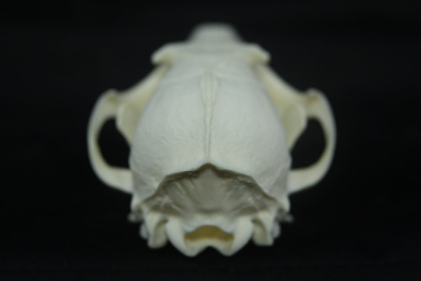 Red Fox Skull