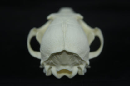 Red Fox Skull