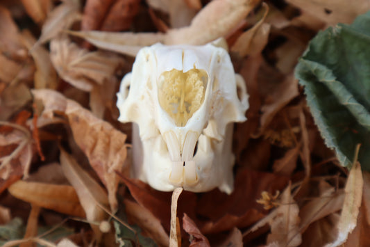Jack Rabbit Skull