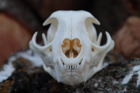 Bobcat Skull