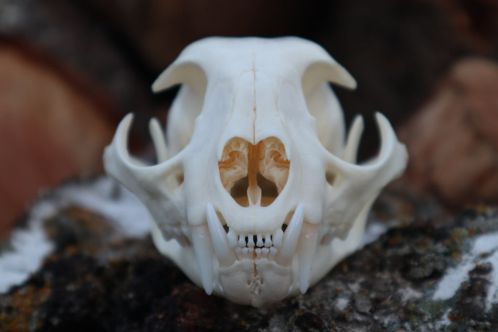 Bobcat Skull