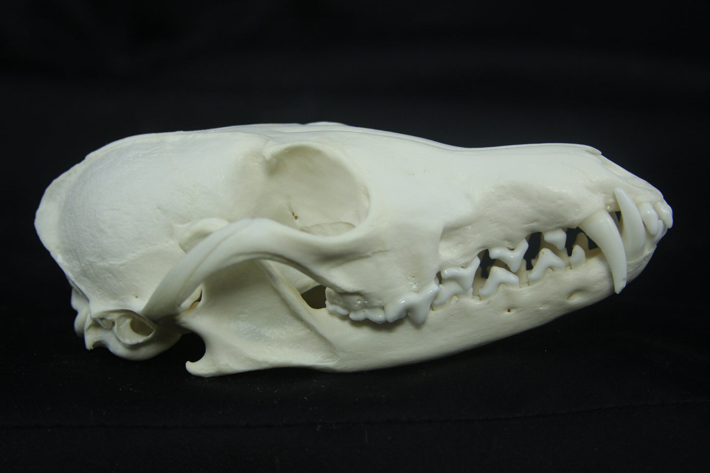 Red Fox Skull