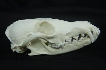 Red Fox Skull