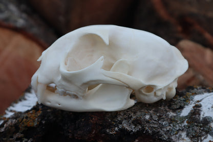 Bobcat Skull