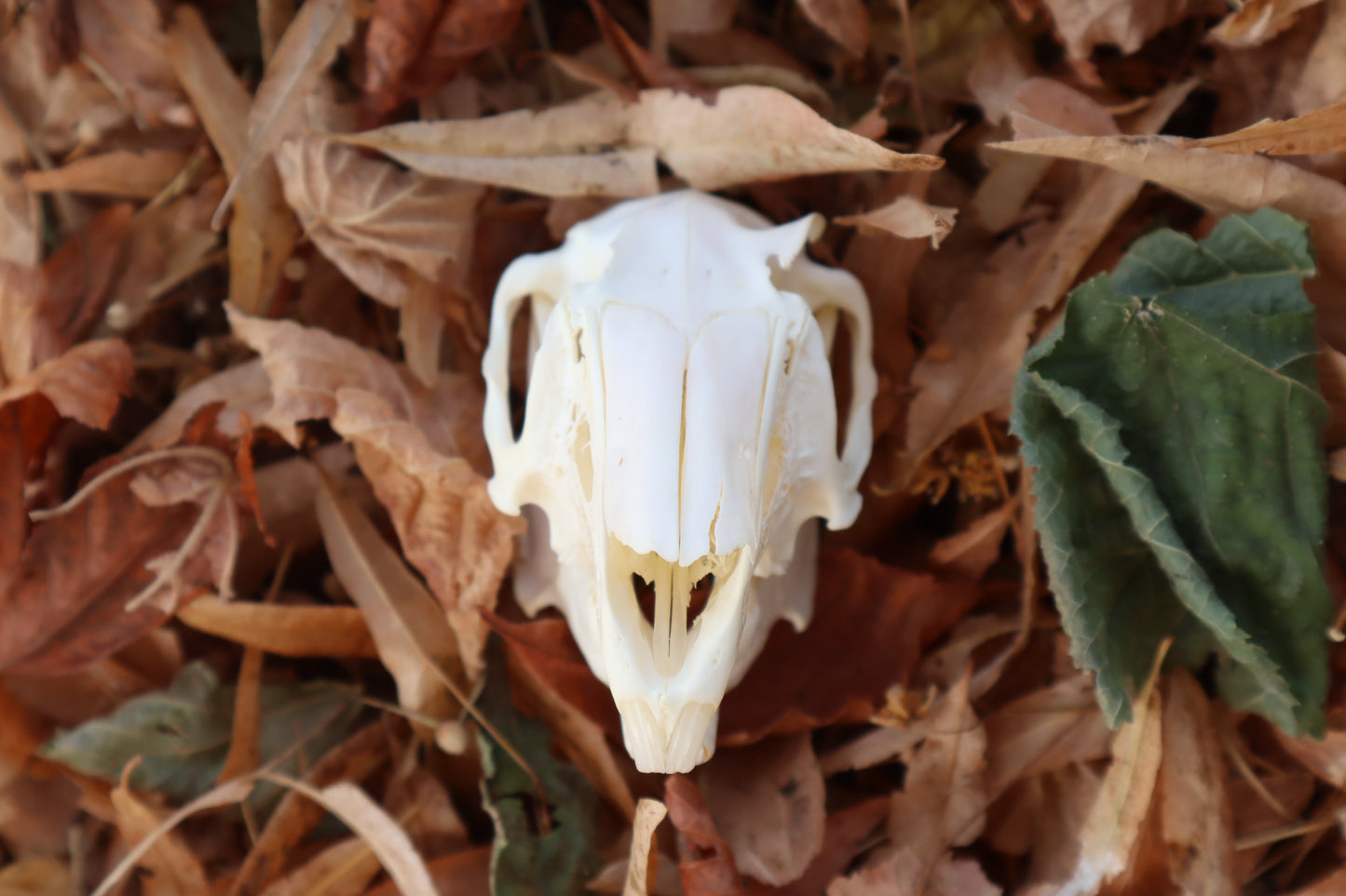 Jack Rabbit Skull