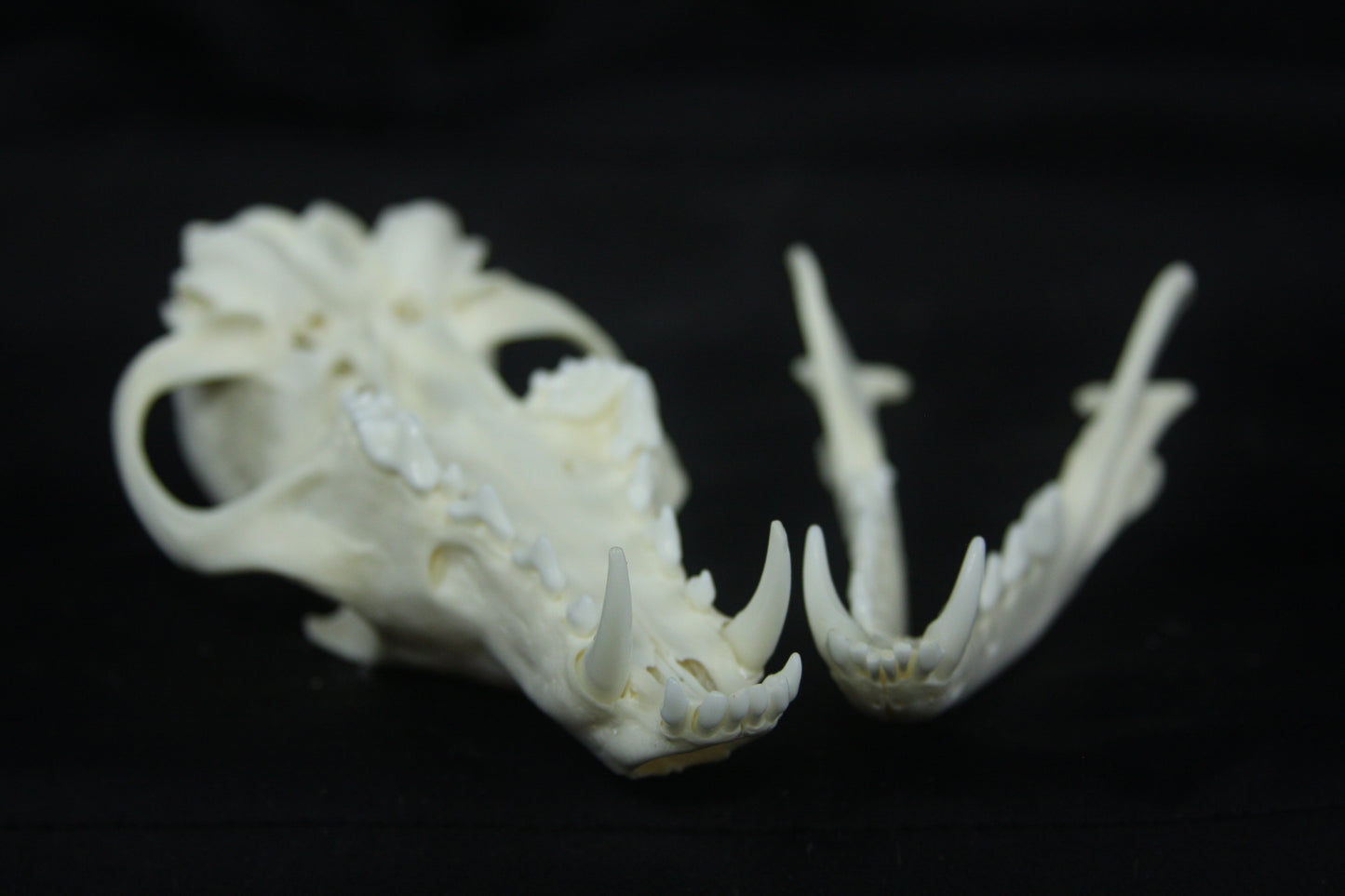Red Fox Skull