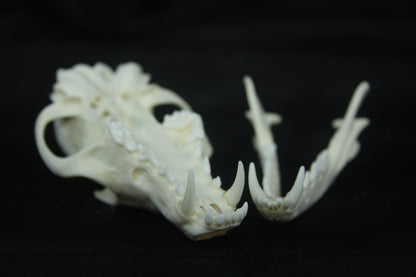 Red Fox Skull