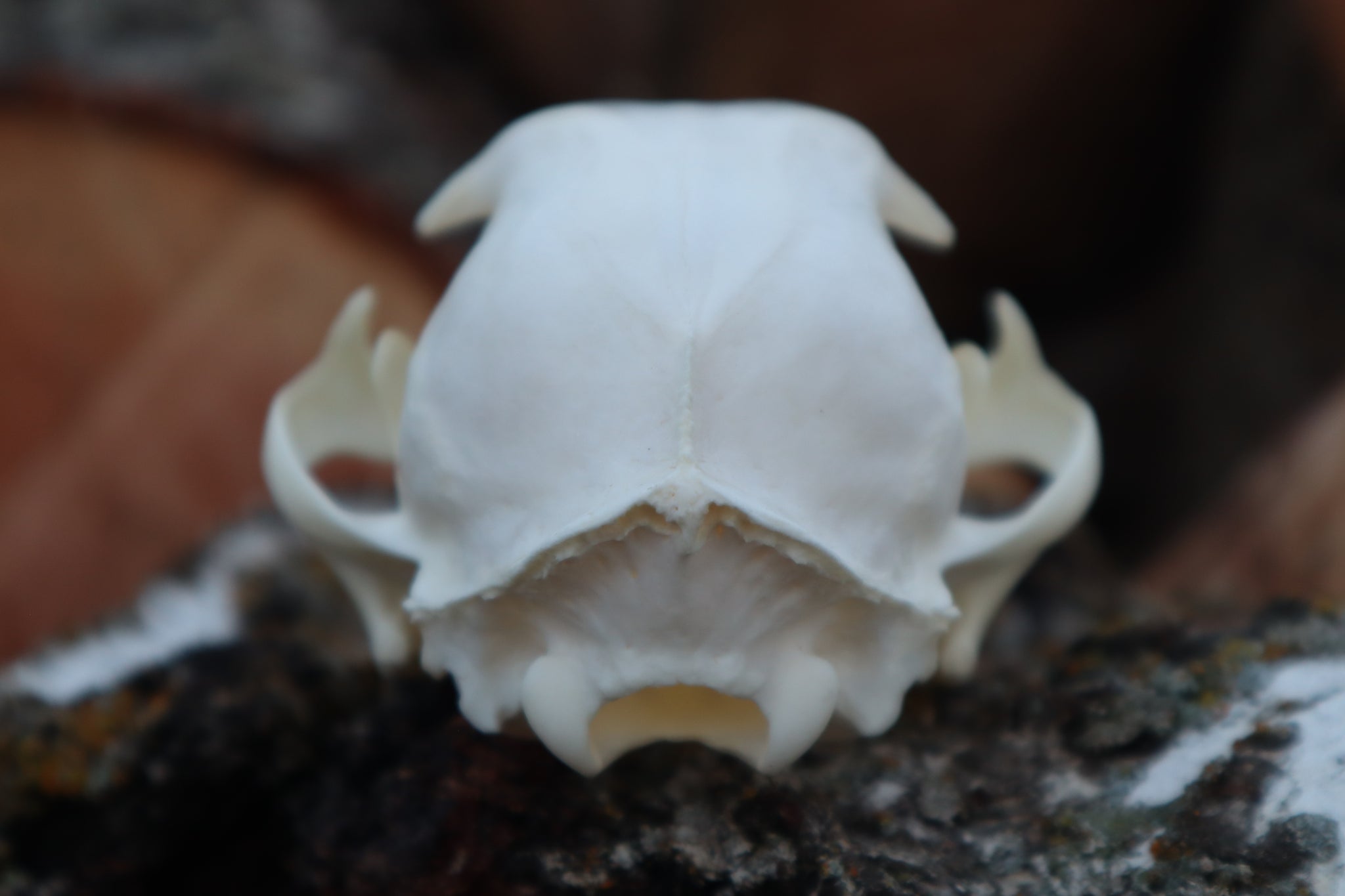 Bobcat Skull