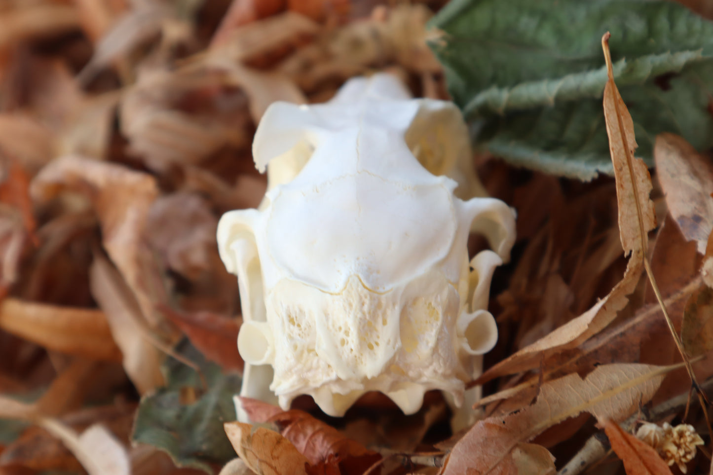 Jack Rabbit Skull