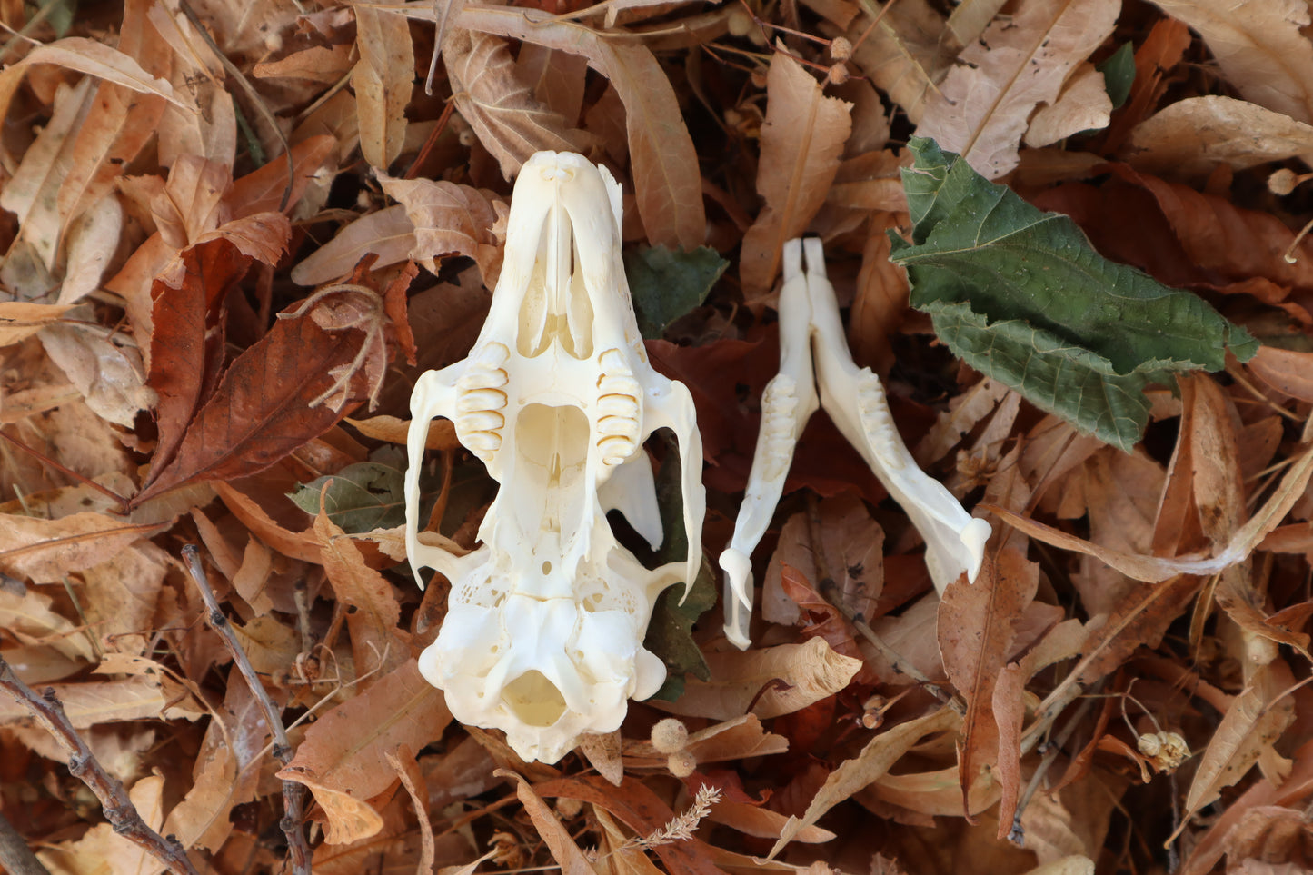 Jack Rabbit Skull