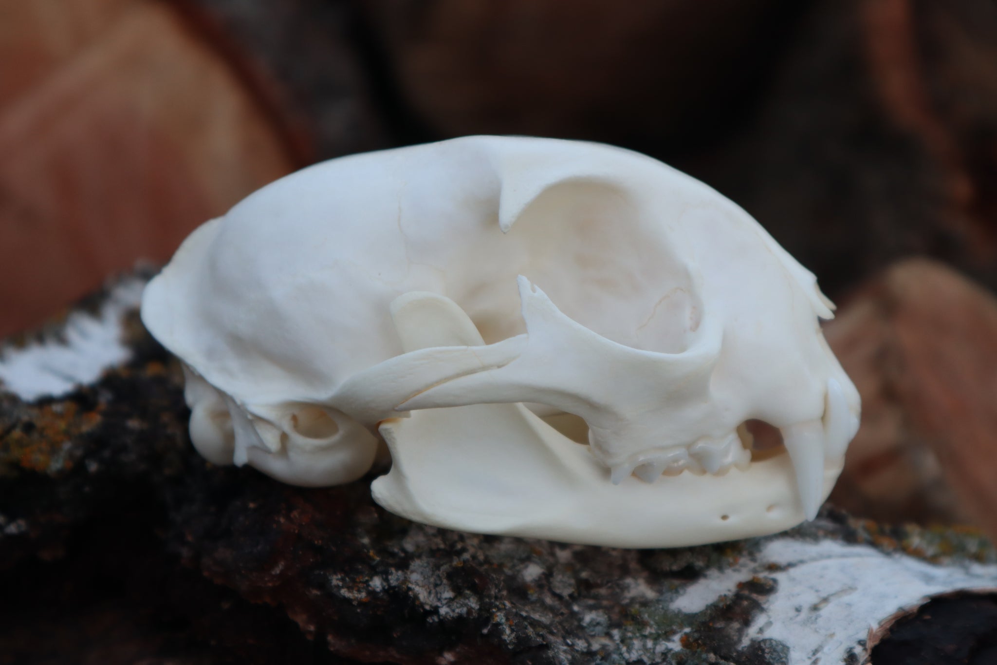 Bobcat Skull