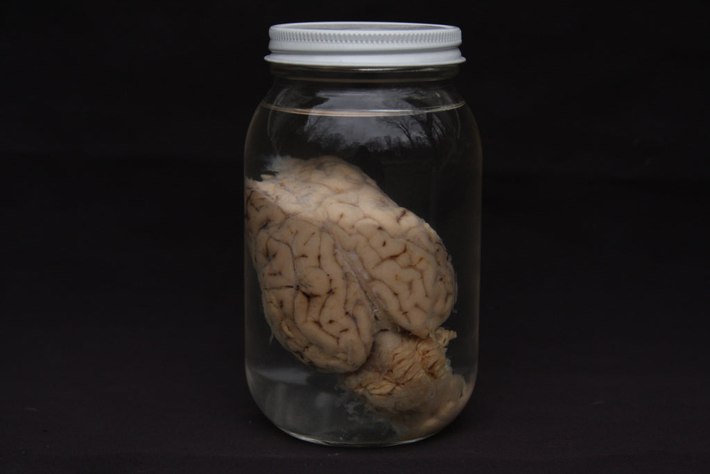 Sheep Brain Wet Specimen
