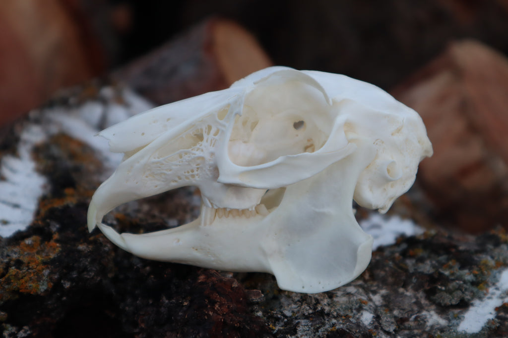 Jack Rabbit Skull