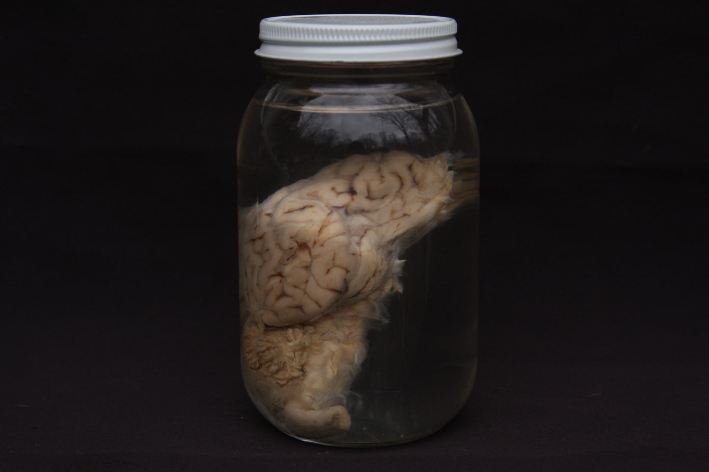 Sheep Brain Wet Specimen